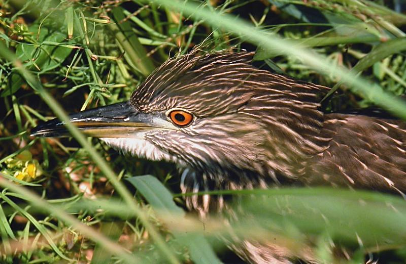 Black-crowned Night Heron