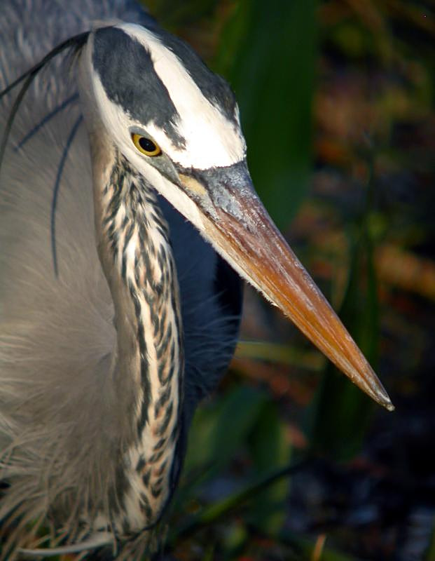 Great Blue Heron