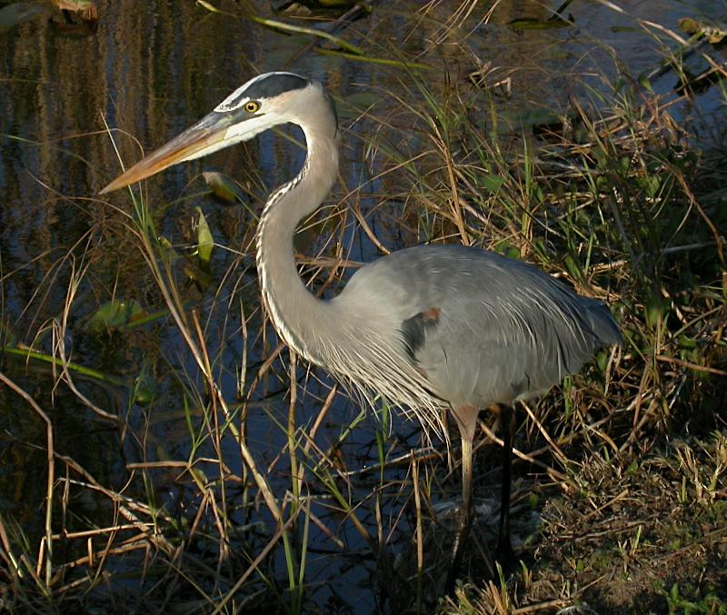 Great Blue Heron