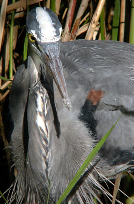 Great Blue Heron