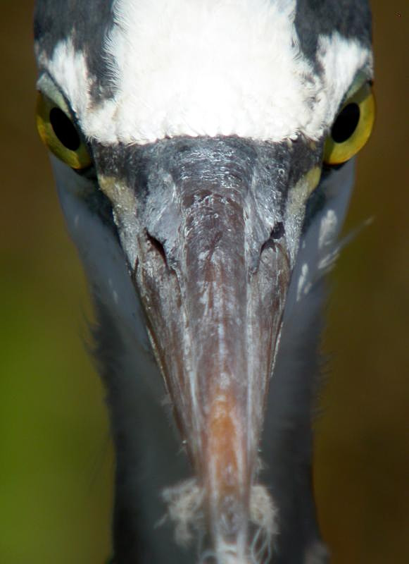 Great Blue Heron