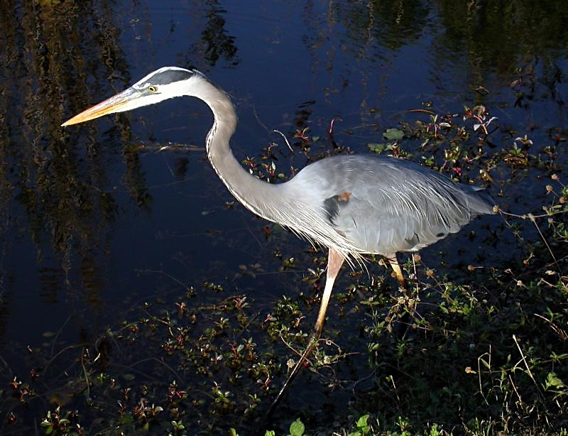 Great Blue Heron