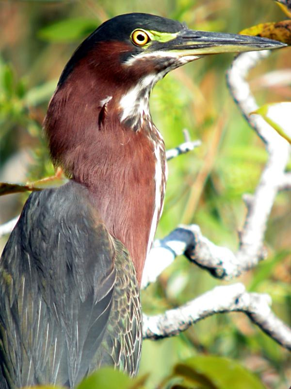 Green Heron