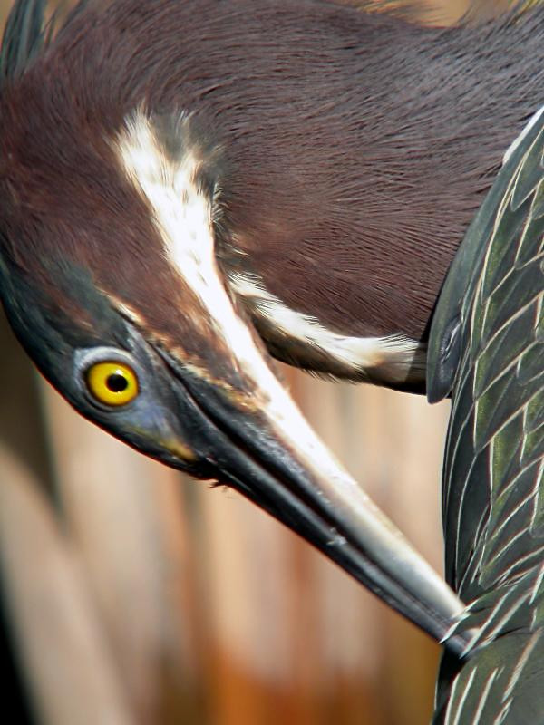 Green Heron