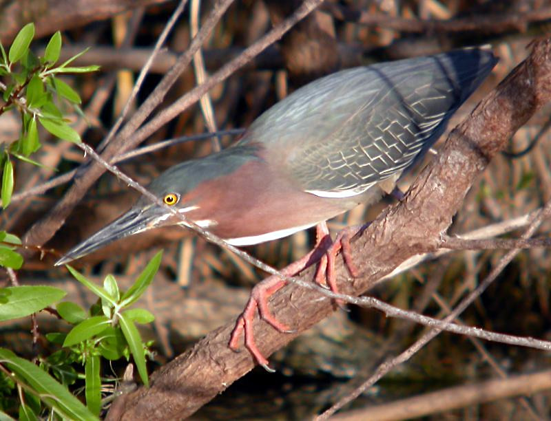 Green Heron