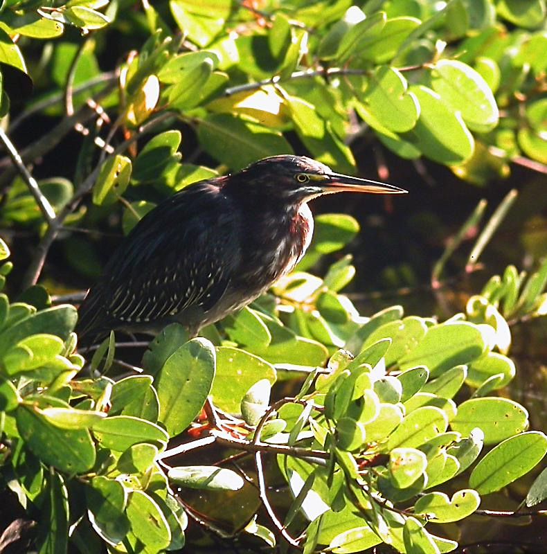 Green Heron