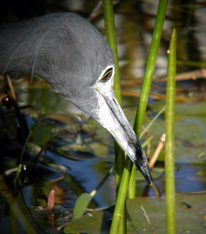 Little Blue Heron