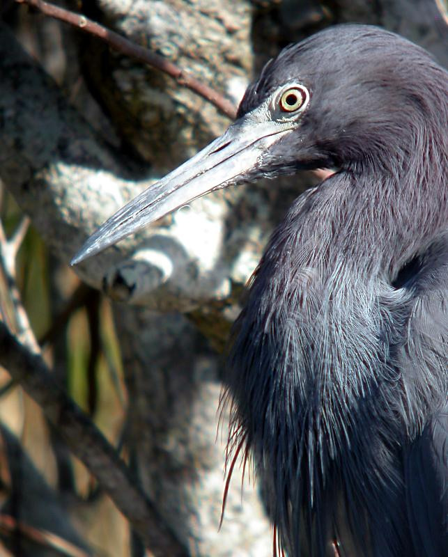 Little Blue Heron