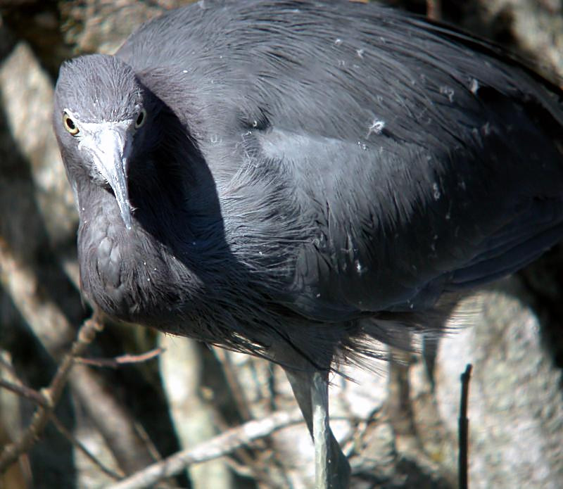 Little Blue Heron