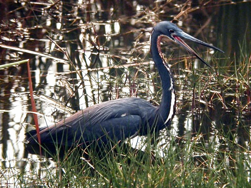 Tricolored Heron