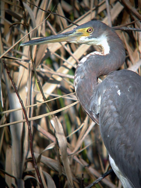 Tricolored Heron