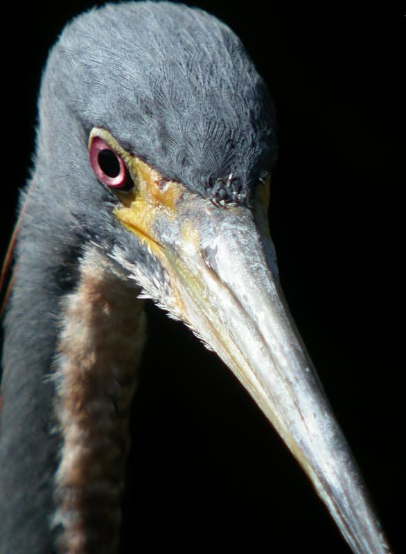 Tricolored Heron