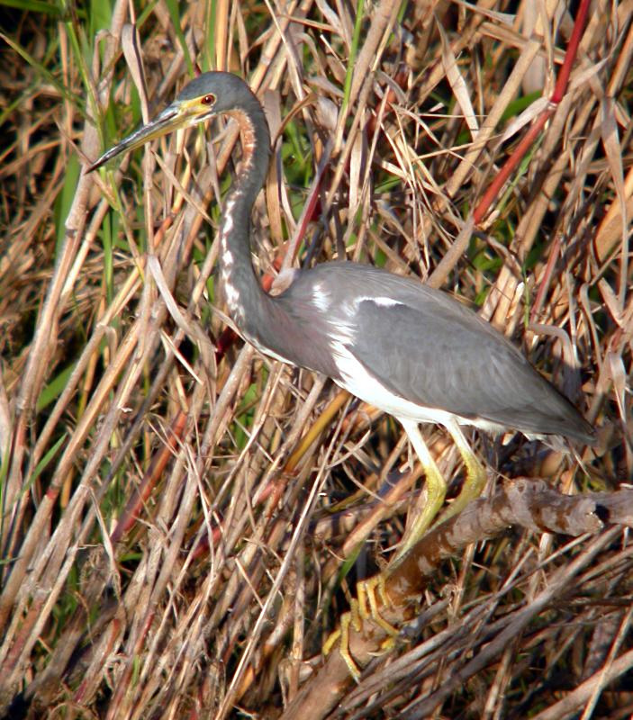 Tricolored Heron