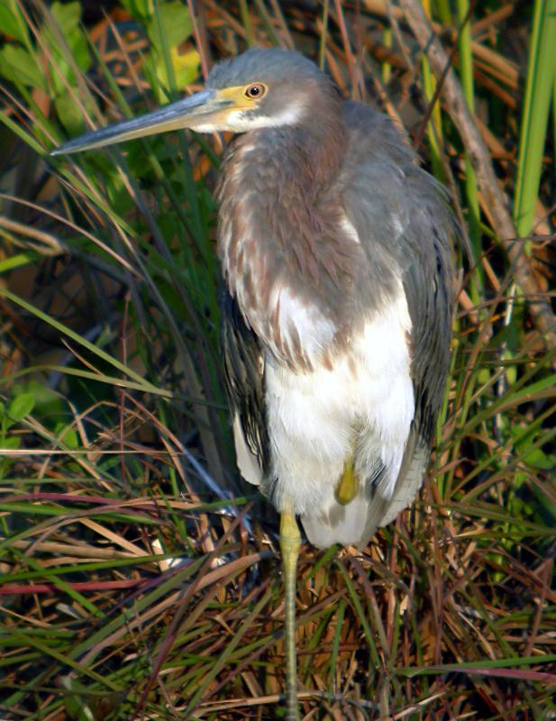 Tricolored Heron