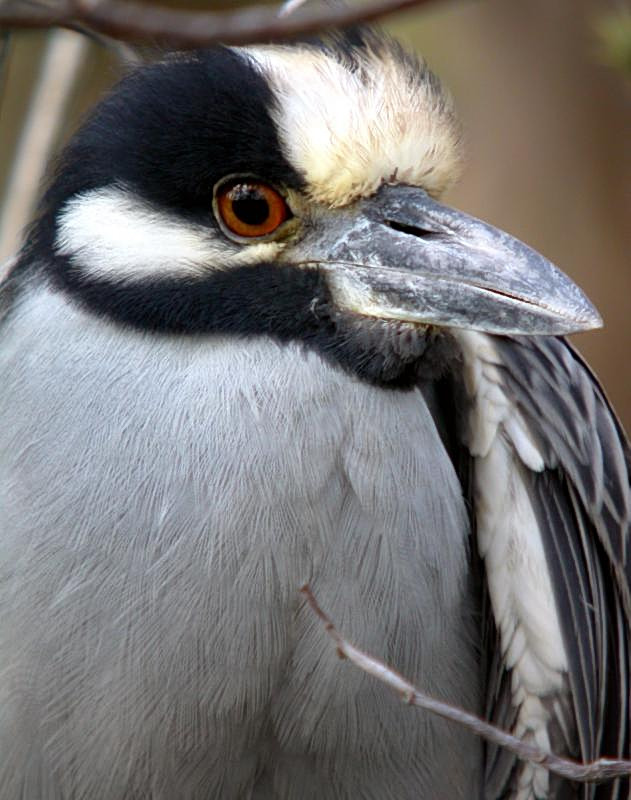 Yellow-crowned Night Heron