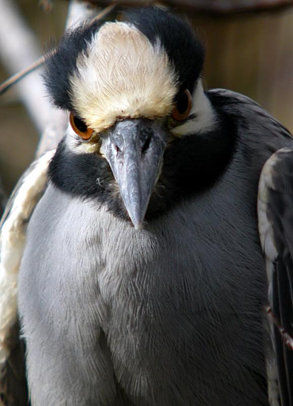 Yellow-crowned Night Heron