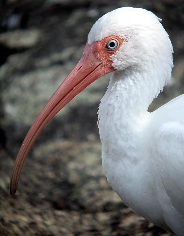 White Ibis