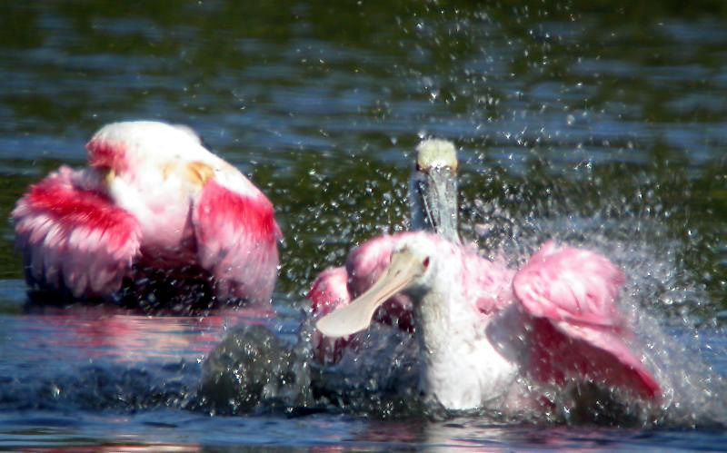 Roseate Spoonbill