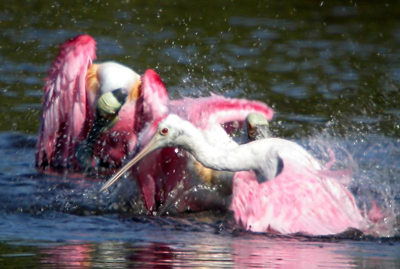 Roseate Spoonbill