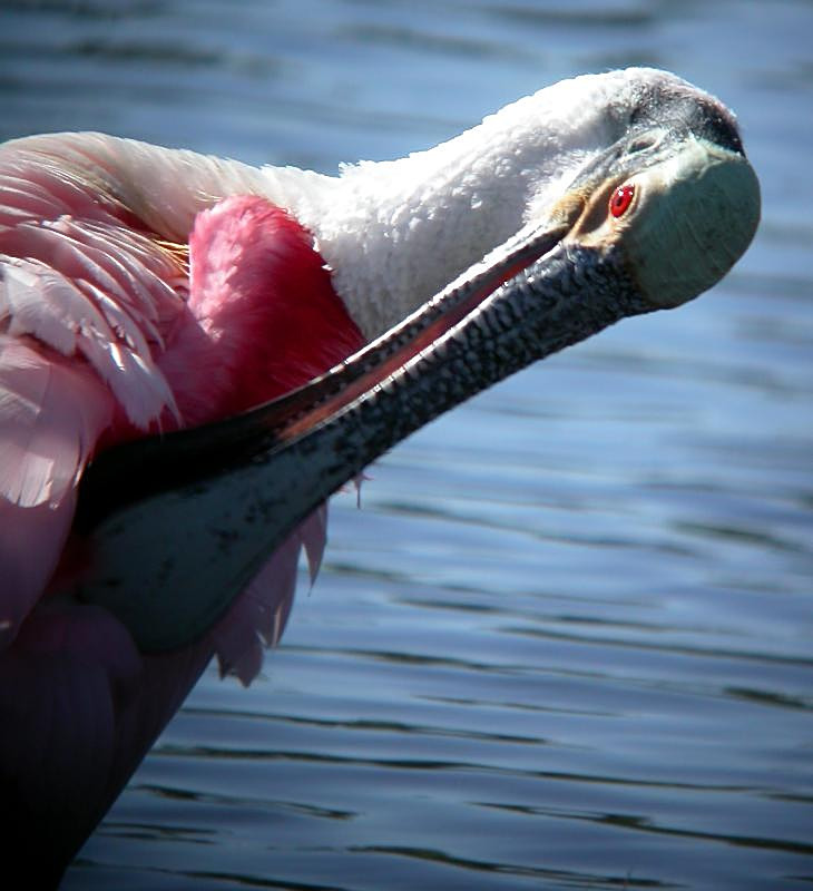 Roseate Spoonbill