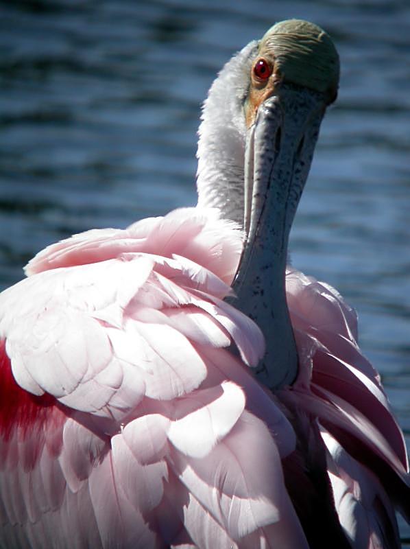 Roseate Spoonbill