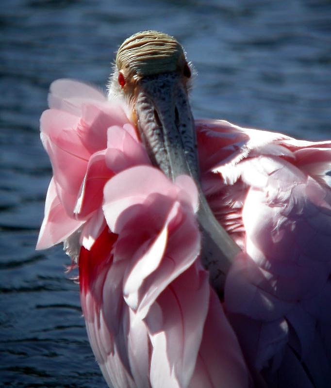 Roseate Spoonbill