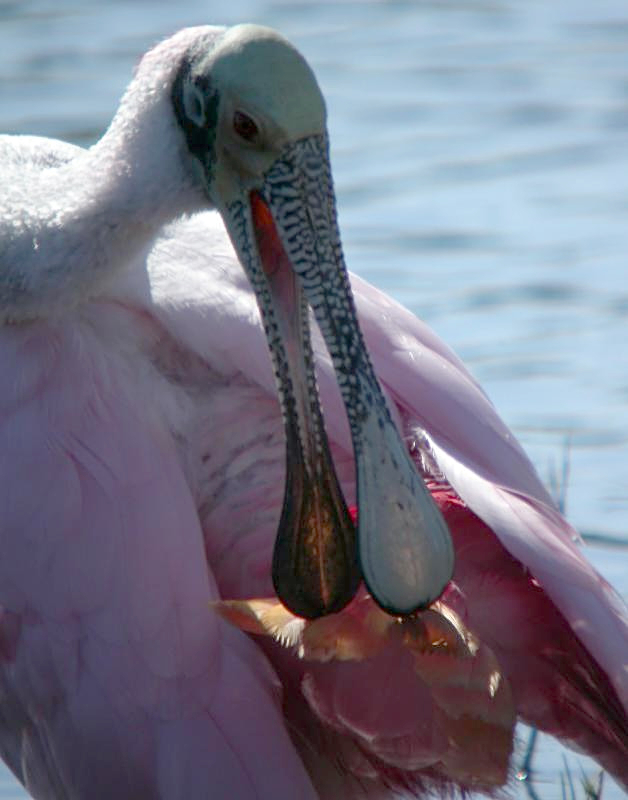 Roseate Spoonbill