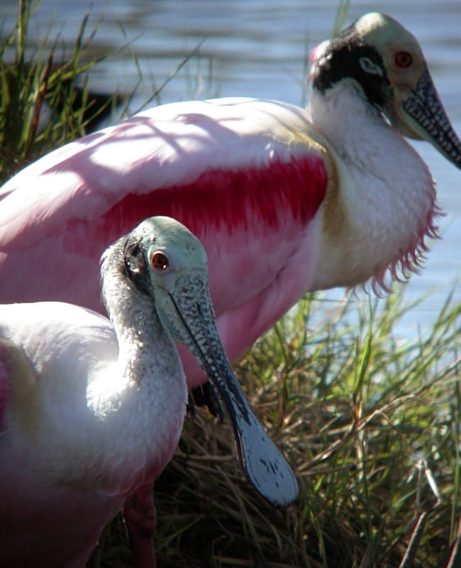 Roseate Spoonbill