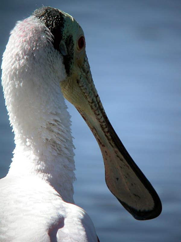 Roseate Spoonbill