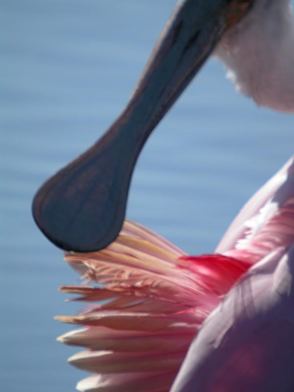 Roseate Spoonbill