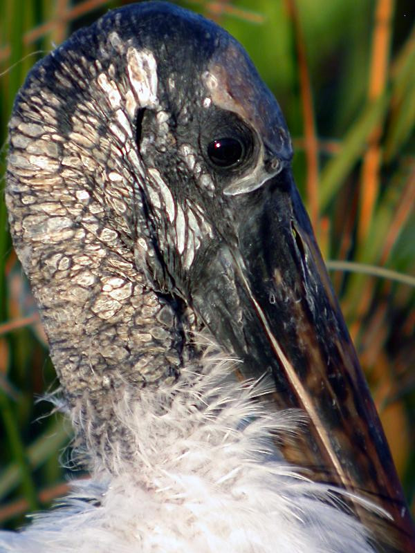 Wood Stork