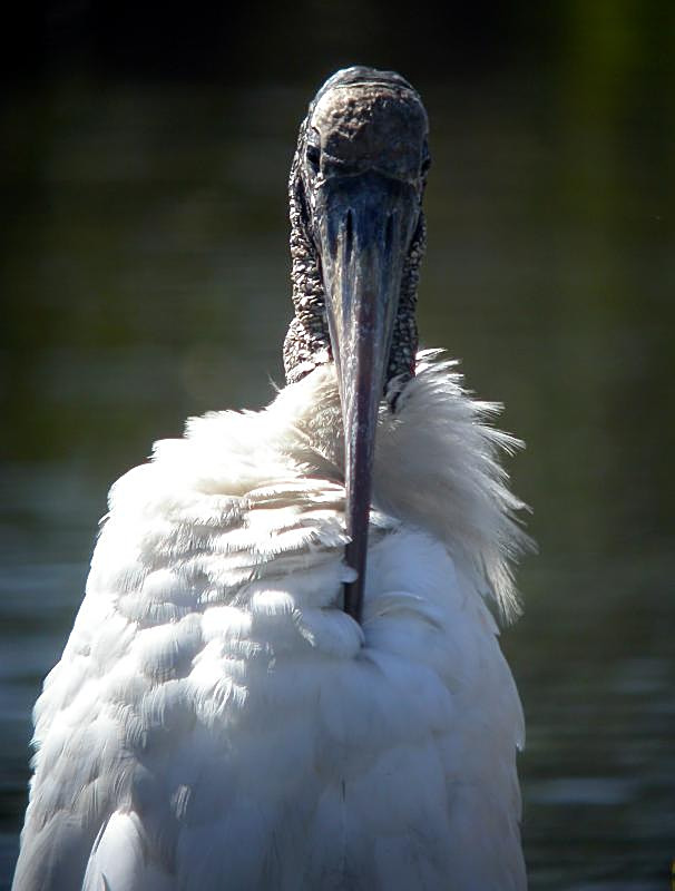 Wood Stork