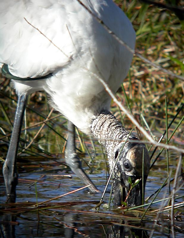 Wood Stork