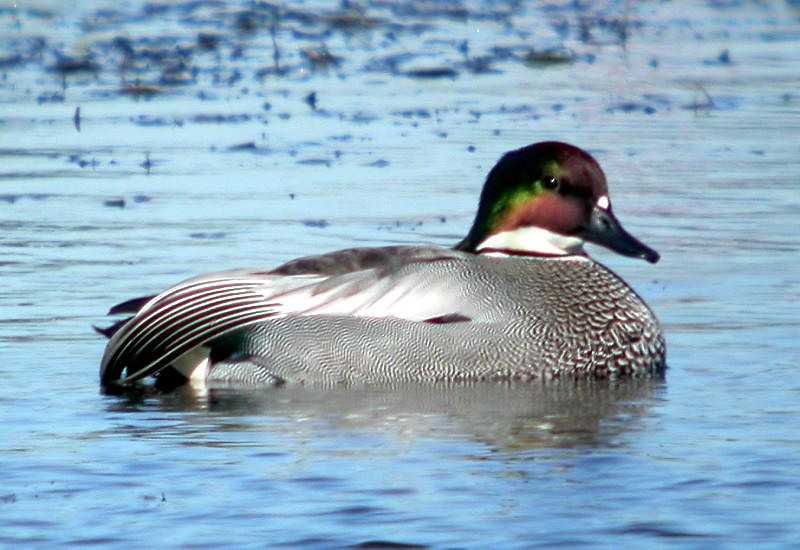 Falcated Duck