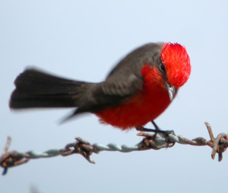 Vermilion Flycatcher