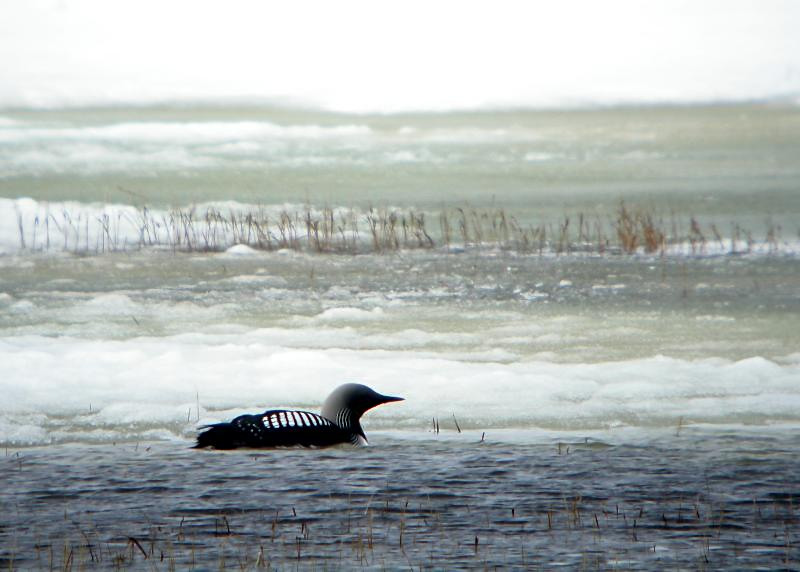 Pacific Loon