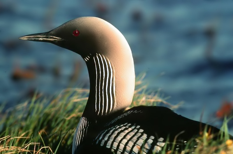 Pacific Loon