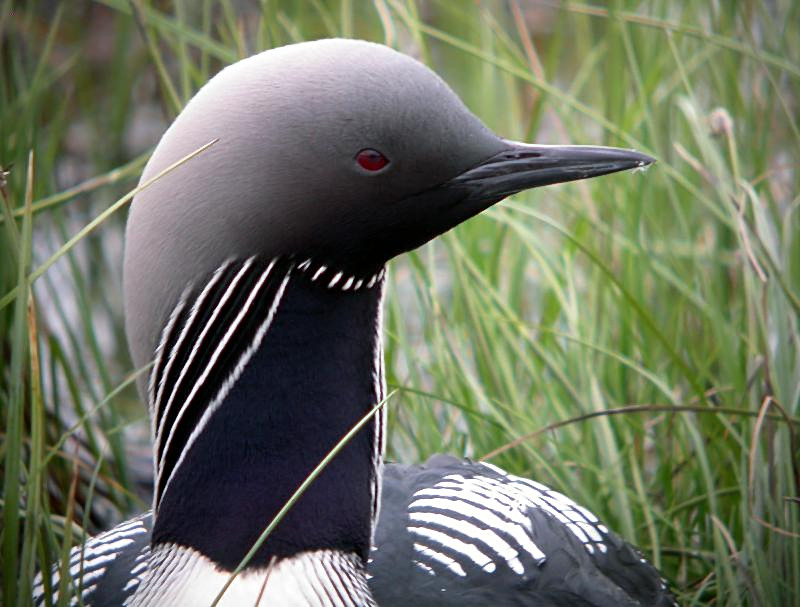 Pacific Loon