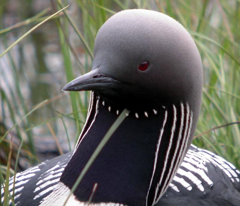 Pacific Loon