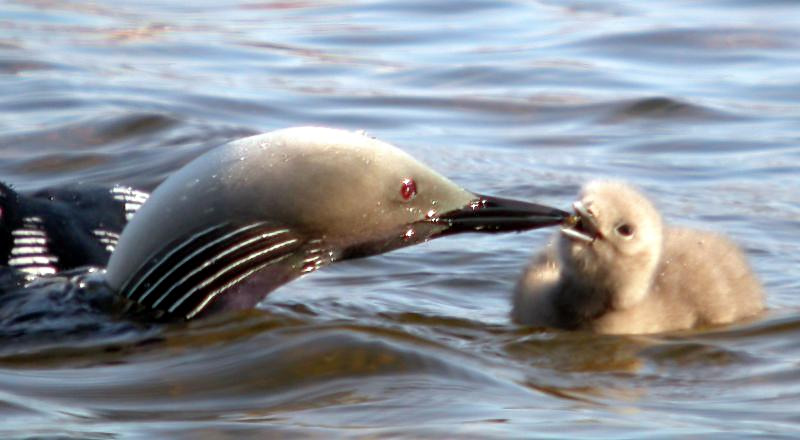 Pacific Loon