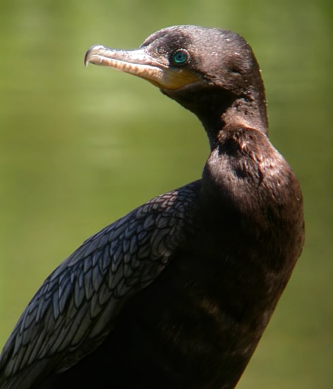 Neotropical Cormorant