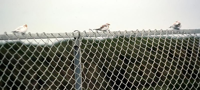 McKay's Bunting