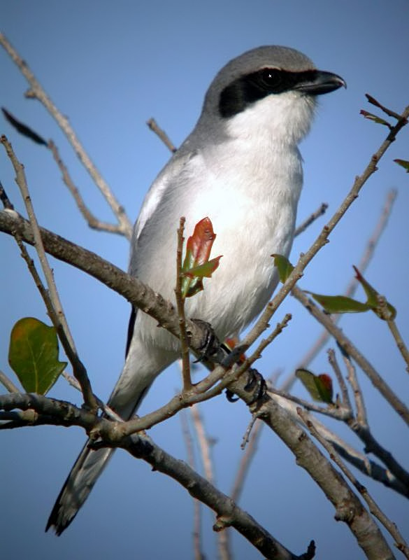 Loggerhead Shrike