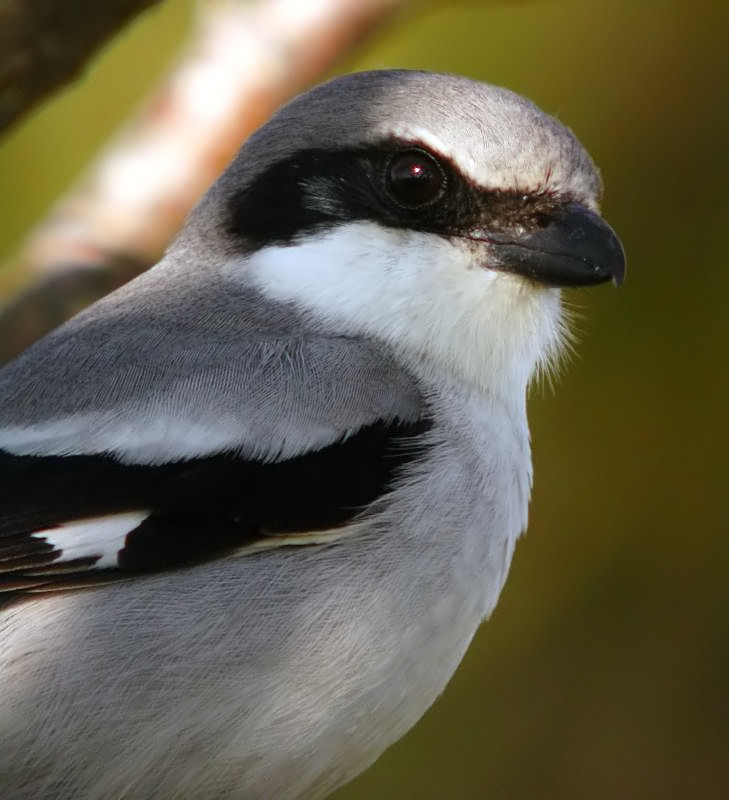 Loggerhead Shrike