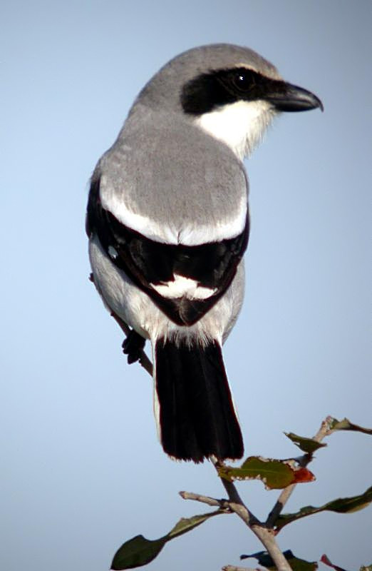 Loggerhead Shrike