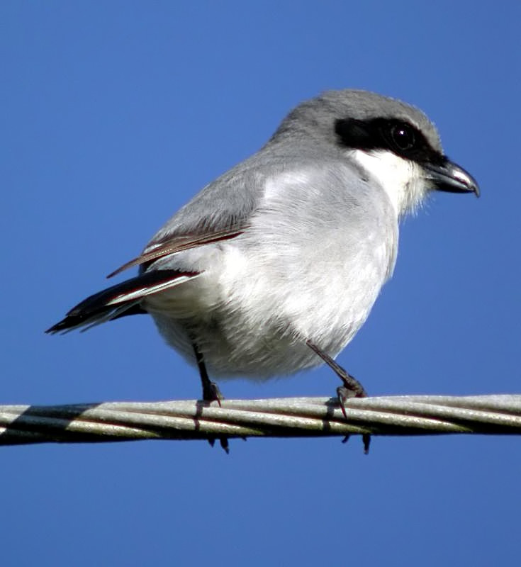 Loggerhead Shrike