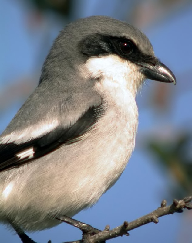 Loggerhead Shrike