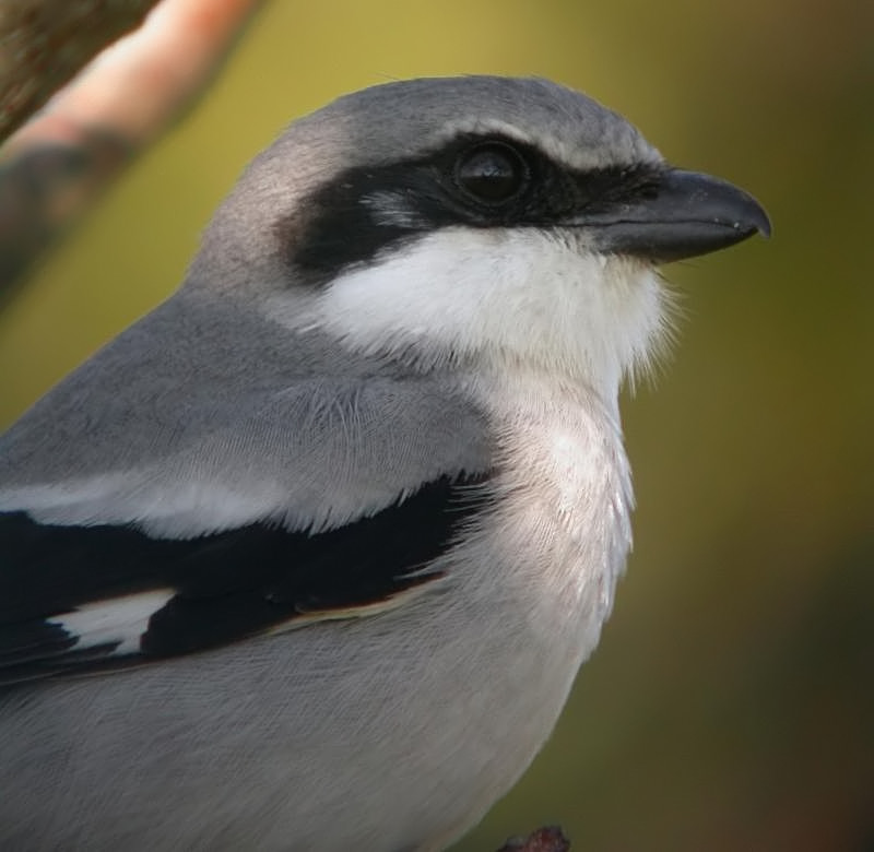 Loggerhead Shrike