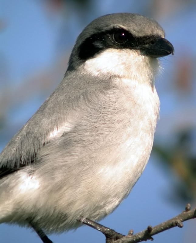 Loggerhead Shrike