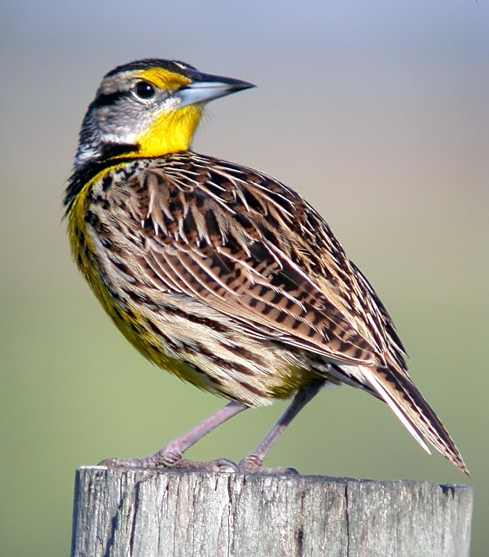 Eastern Meadowlark